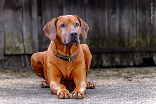 ArteFACT Grafik | Fotografie | Training
Simone V. Weis-Heigold
Fliederstraße 12
D-74653 Künzelsau-Gaisbach
Fon: (0 79 40) 5 34 68
Mail: simone@art-efact.de
Web: www.art-efact.de