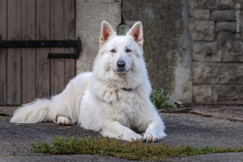 ArteFACT Grafik | Fotografie | Training
Simone V. Weis-Heigold
Fliederstraße 12
D-74653 Künzelsau-Gaisbach
Fon: (0 79 40) 5 34 68
Mail: simone@art-efact.de
Web: www.art-efact.de