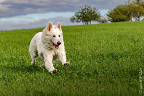 ArteFACT Grafik | Fotografie | Training
Simone V. Weis-Heigold
Fliederstraße 12
D-74653 Künzelsau-Gaisbach
Fon: (0 79 40) 5 34 68
Mail: simone@art-efact.de
Web: www.art-efact.de